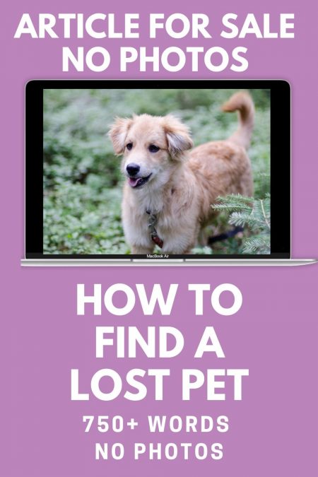 How to find a lost pet