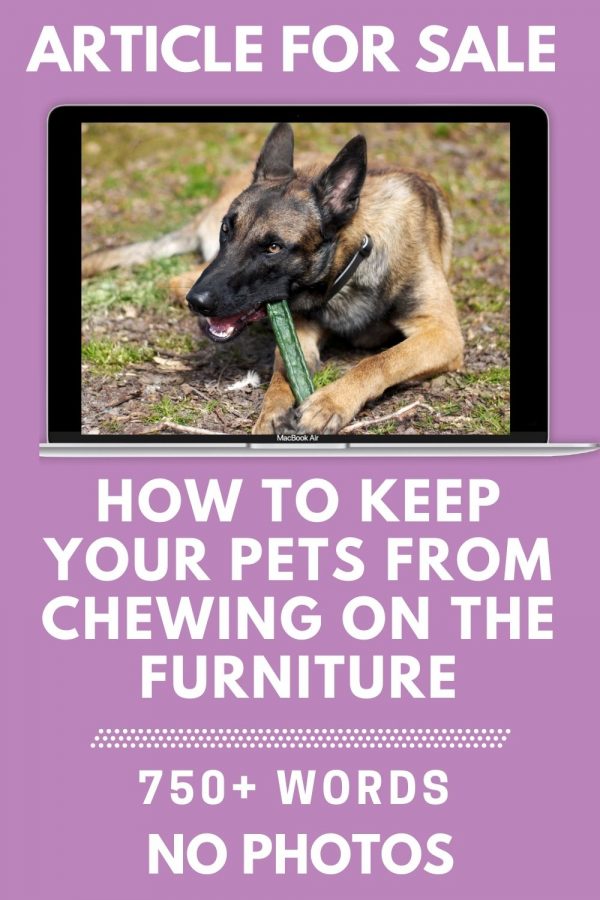 How to keep pets from chewing on the furniture