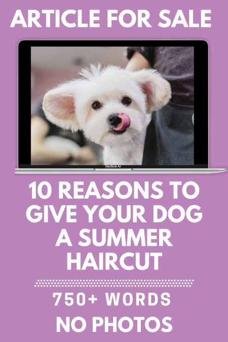 10 Reasons to give dog a summer haircut